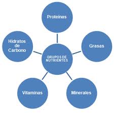 LOS NUTRIENTES QUE NECESITA TU CUERPO