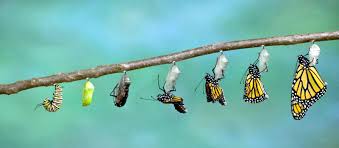 TECNICA METAMORFICA-2