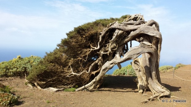 ARBOL DOBLADO-ADAPTADO