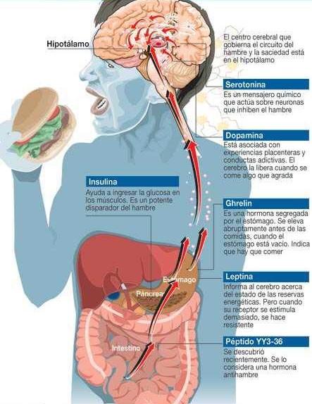 hambre-saciedad-hormonas-