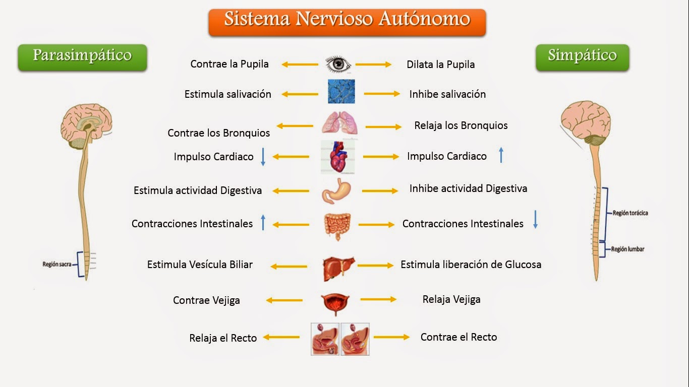 sistema-nervioso-simpatico-parasimpatico-