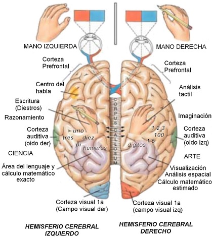 mente cerebro zonas 1