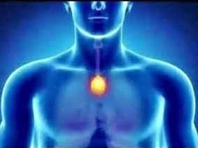 LOCALIZACION DEL TIMO