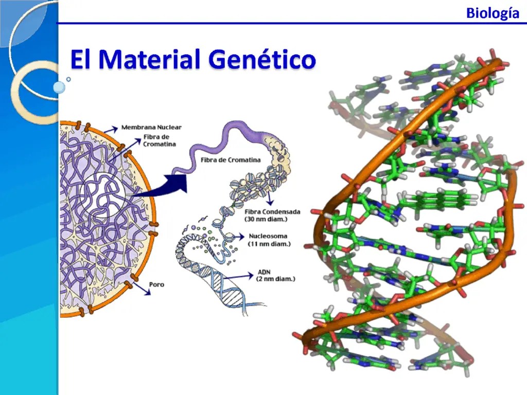 La-estructura-molecular-del-adn-